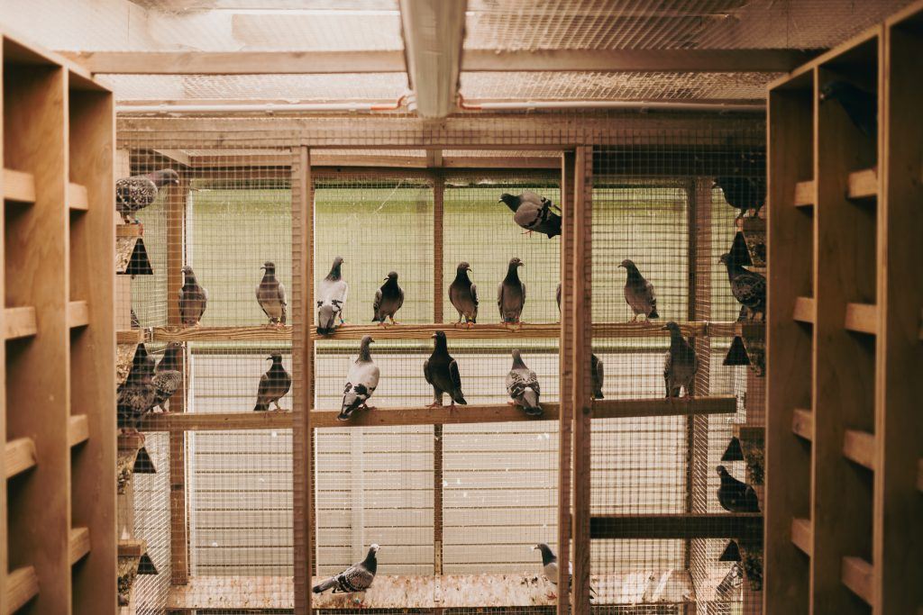 This customer is known as an international auction house with its own breeding company.