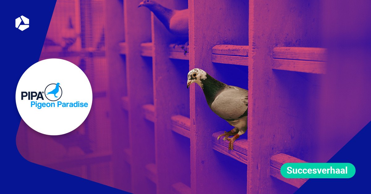 PIPA veilt topduiven voor miljoenen, ijzersterk gehost door Combell